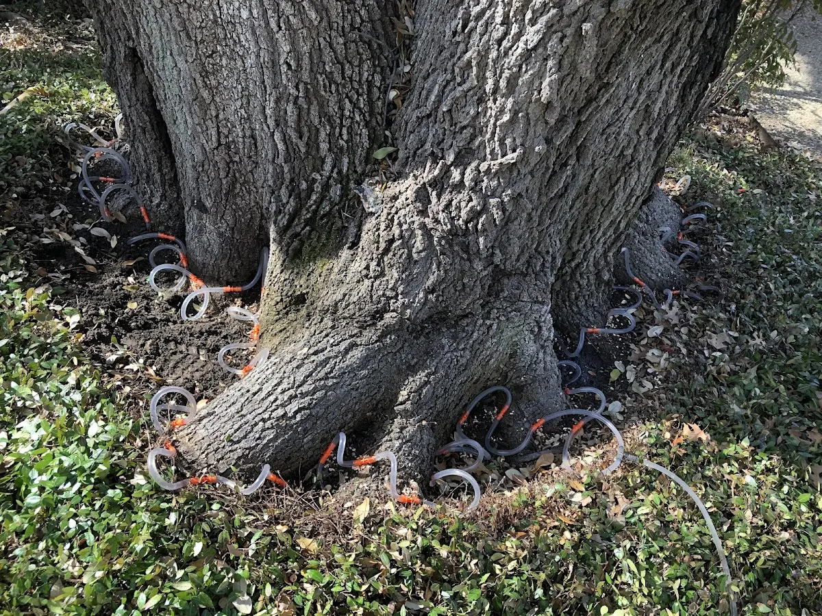 Detailed Tree Cabling and Bracing job site in Casco