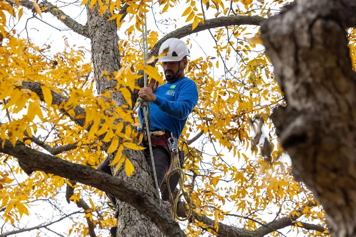 Skilled Tree Transplanting crew working in Casco