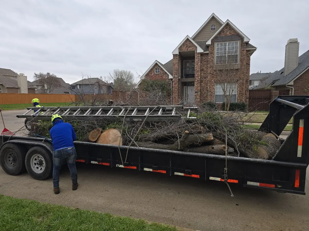 Expert Tree Removal with proper safety equipment in Casco